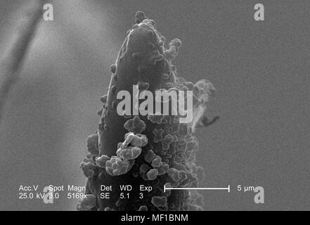 Ultrastrutturali dettagli morfologiche di un misterioso hymenopteran insetto apparato stinger, raffigurato nel 5169x di scansione ingrandita al microscopio elettronico (SEM) immagine, 2005. Immagine cortesia di centri per il controllo delle malattie (CDC) / Janice Haney Carr, Oren Mayer. () Foto Stock