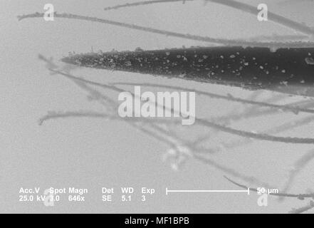 Ultrastrutturali dettagli morfologiche di un misterioso hymenopteran insetto apparato stinger, raffigurato nel 646 x scansione ingrandita al microscopio elettronico (SEM) immagine, 2005. Immagine cortesia di centri per il controllo delle malattie (CDC) / Janice Haney Carr, Oren Mayer. () Foto Stock