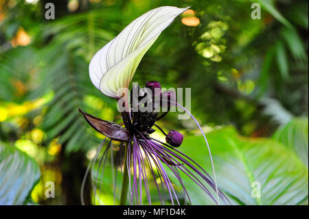 Bianco (batflower Tacca integrifolia), soprannominato 'gatto baffi". Esotico fiore bianco con filo color porpora-come brattee con verde sfondo bokeh di fondo Foto Stock