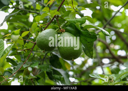 Close up immagini di pomelo frutta a Phipps Giardino Botanico Foto Stock