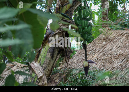 Verde di piante di banana appesa da albero Foto Stock