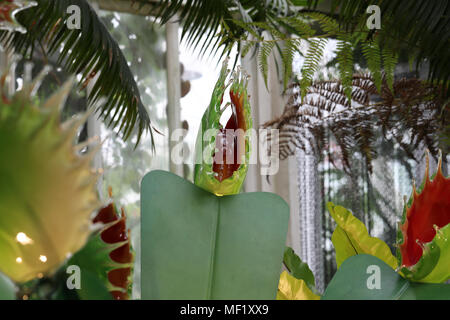 Bella e più grande di vita, vividamente vetro colorato Acchiappamosche al fiori come si vede al Phipps Conservatorio Botanico. Foto Stock