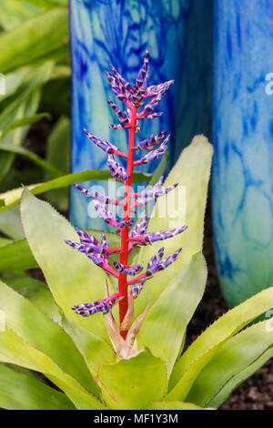 Bella e più grande di vita, vividamente colorati fiori di vetro come si vede al Phipps Conservatorio Botanico. Foto Stock