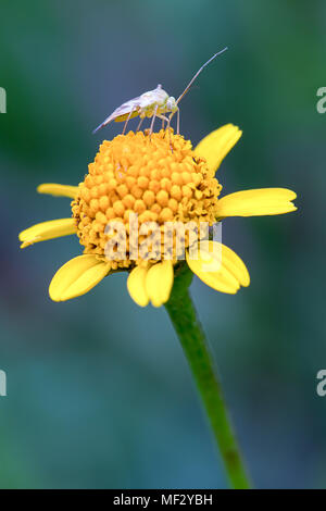 Macrofotografia di un bug del capside di alimentazione su un giallo di fiori selvatici. Foto Stock