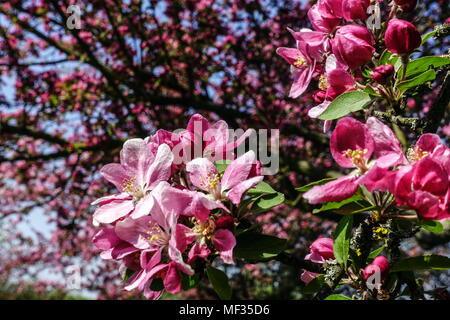 Crabapple, Malus 'Hornet' rosa fiori di Apple, ornamentali melo Foto Stock