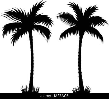 Alberi di palma tropicali. Silhouette di vettore isolato su sfondo bianco. Disegnata a mano illustrazione delle palme Illustrazione Vettoriale