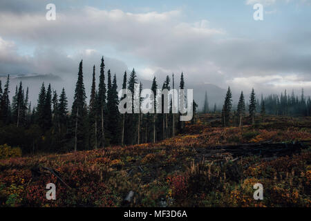 Canada, British Columbia, Kitimat-Stikine un, Bosco in autunno Foto Stock