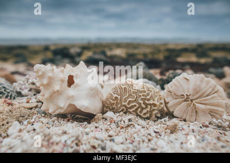 Cuba, conchiglie sulla spiaggia Foto Stock