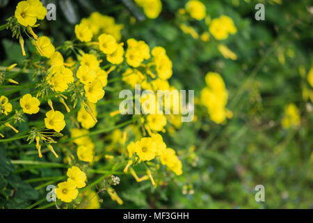 Piccolo giallo fiori selvatici in prato e sfocata sullo sfondo della natura. Vista ravvicinata. Foto Stock
