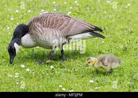 Canada Goose con gosling su un prato Foto Stock