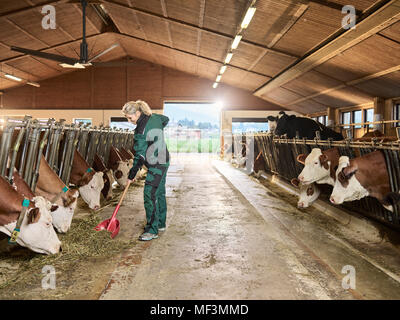 Donna sorridente agricoltore vacche di alimentazione in modo stabile in un agriturismo Foto Stock