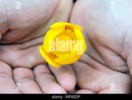 Fiore di fiume - Kubishka (giallo giglio d'acqua) è che tiene nelle sue mani Foto Stock