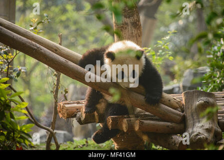 Panda gigante a Chengdu Research Base del Panda Gigante di allevamento in Chengdu Sichuan, Cina Foto Stock