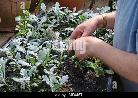 Uomo di piante di incapsulazione in Potting Shed Foto Stock