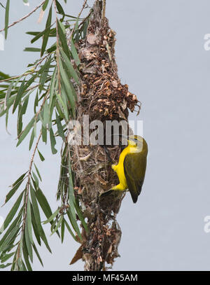 Femmina a becco giallo o Sunbird oliva-backed Sunbird (Nectarinia jugularis) presso il suo nido di pendolari, estremo Nord Queensland, FNQ, QLD, Australia Foto Stock