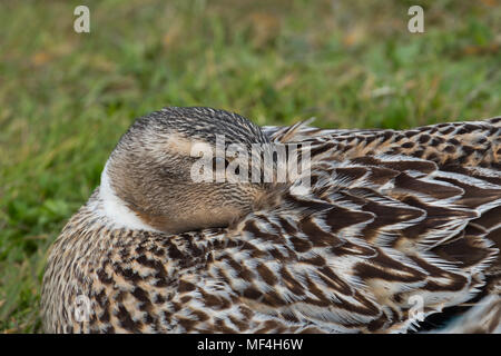 Femmina Mallard duck nascondendo la sua testa Foto Stock