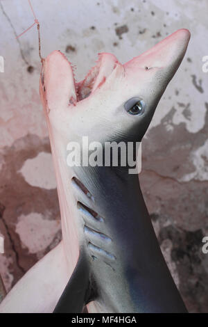 Illex Squalo mako (Isurus oxyrinchus) per la vendita al mercato del pesce, Essaouira, Marocco Foto Stock