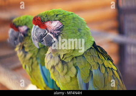 Grande green macaw, Ara ambiguus, noto anche come Buffon's macaw Foto Stock