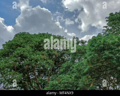 Foresta di pioggia, Ruanda, Africa Foto Stock