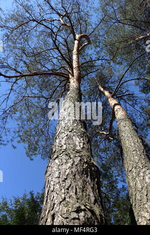 Due pini con drammatiche forme di corona e cielo blu chiaro sfondo Foto Stock