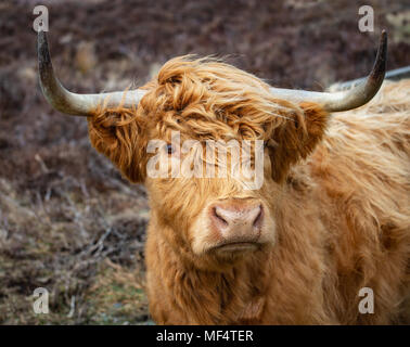 Highland bestiame al Glen Rushen sull' isola di Man Foto Stock