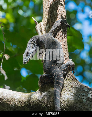 Monitor di pizzo (Varanus varius) fino a tronco di albero, Cape Tribulation, Parco Nazionale Daintree, estremo Nord Queensland, FNQ, QLD, Australia Foto Stock