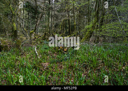 La camminata nella foresta Foto Stock