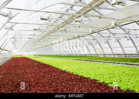 Il rosso e il verde lattuga crescente in spaziose serra commerciale Foto Stock