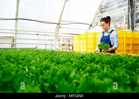 Giovani caucasici attraente donna in uniforme di lavoro raccolta organico fresco lattuga in grande serra industriale Foto Stock