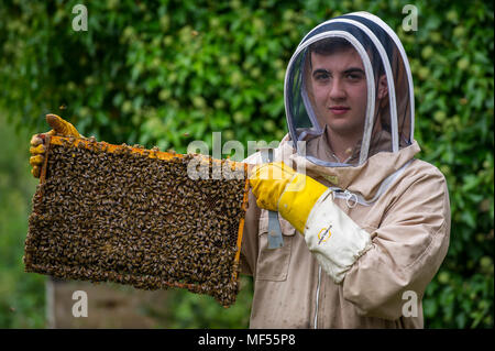 Apprendista apicoltore burbero Tomas esamina un alveare Wiltshire. Foto Stock