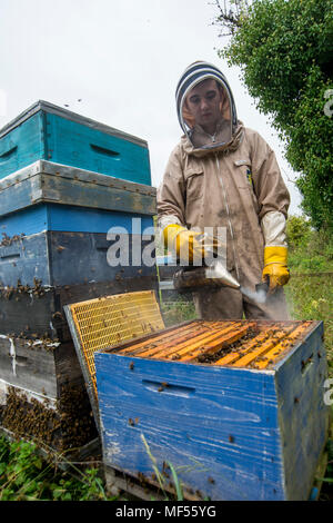 Apprendista apicoltore burbero Tomas esamina un alveare Wiltshire. Foto Stock