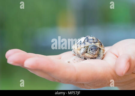 Hermann's tartaruga, Testudo hermanni appena schiuse Foto Stock