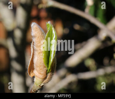Magnolia Regno Unito - una foglia di magnolia bud in un giardino nel Regno Unito comincia a fiorire in primavera 2018. Foto Stock