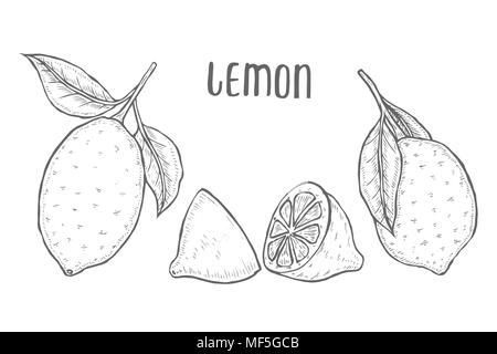 Vettore disegnati a mano di lime o di limone. Tutto il limone, a fette di pezzi, mezza foglia di sementi e di disegno. Frutta stile inciso illustrazione. Dettagliata drawi agrumi Illustrazione Vettoriale