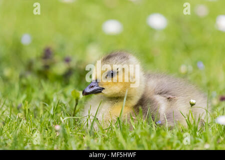 Gosling del Canada Goose sdraiati su un prato Foto Stock