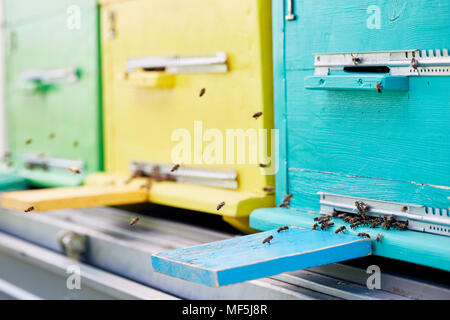 Close Up di alveare scatole in Apiario Foto Stock