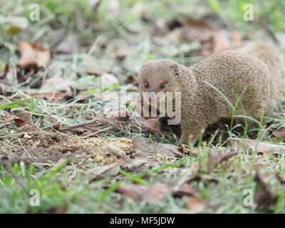 La mangusta. Originariamente dal sud-est asiatico, Java mongoose è stata introdotta in Lesser Antilles intorno al 1870 per il controllo del ratto e la popolazione di serpente Foto Stock