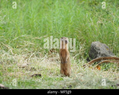 La mangusta. Originariamente dal sud-est asiatico, Java mongoose è stata introdotta in Lesser Antilles intorno al 1870 per il controllo del ratto e la popolazione di serpente Foto Stock