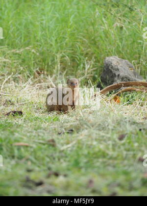 La mangusta. Originariamente dal sud-est asiatico, Java mongoose è stata introdotta in Lesser Antilles intorno al 1870 per il controllo del ratto e la popolazione di serpente Foto Stock