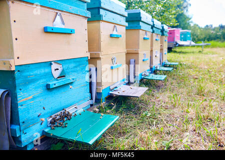 Hive colorate scatole in Apiario Foto Stock