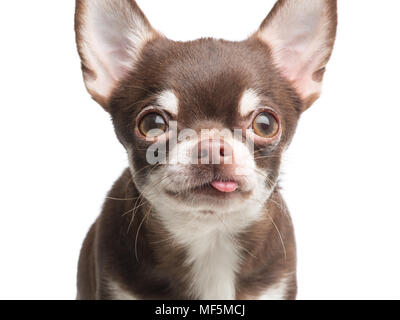 Ritratto di un divertente chihuahua cane con la lingua fuori Foto Stock