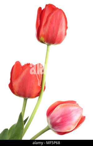 Tre tulip fiori isolati su sfondo bianco Foto Stock