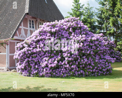 Rhododendron bush in piena fioritura al Elbuferstrasse in Tespe, Bassa Sassonia, Germania. Foto Stock