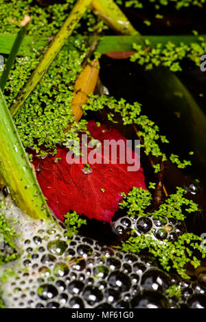 Lo stagno è sbalorditivo in autunno Foto Stock