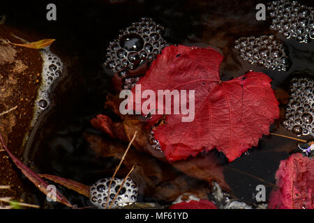 Lo stagno è sbalorditivo in autunno Foto Stock