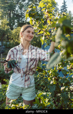 Giovane donna giardinaggio spiumatura bacche da bush Foto Stock