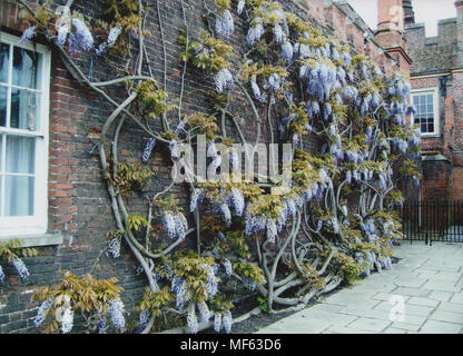 Il Glicine di arrampicata su una parete a Hampton Court Palace in aprile 2018 Foto Stock