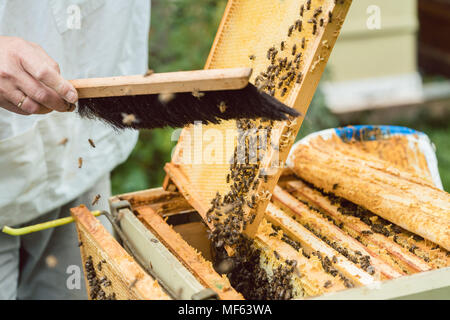 Apicoltore api di spazzolatura da honeycomb Foto Stock