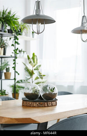 Lampade di grigio al di sopra di un tavolo di legno con piante in sfere di plastica in una luminosa sala da pranzo interno Foto Stock