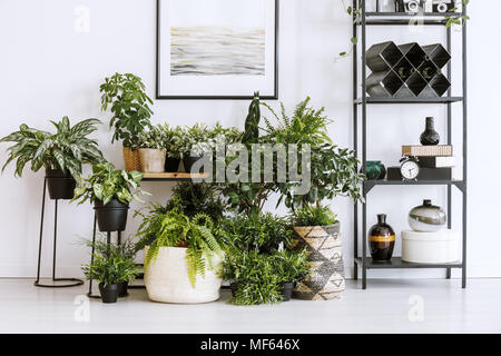 Houseplants sul pavimento e la tabella in piedi accanto ad un ripiano in metallo con decorazioni in living room interior Foto Stock